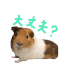 モルモットのすーちゃんとぺっしと仲間達（個別スタンプ：12）