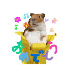 モルモットのすーちゃんとぺっしと仲間達（個別スタンプ：13）