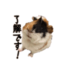 モルモットのすーちゃんとぺっしと仲間達（個別スタンプ：14）