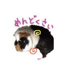 モルモットのすーちゃんとぺっしと仲間達（個別スタンプ：24）