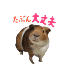 モルモットのすーちゃんとぺっしと仲間達（個別スタンプ：28）