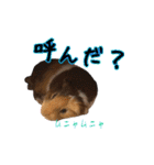 モルモットのすーちゃんとぺっしと仲間達（個別スタンプ：30）