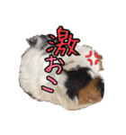 モルモットのすーちゃんとぺっしと仲間達（個別スタンプ：31）