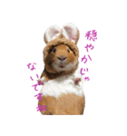 モルモットのすーちゃんとぺっしと仲間達（個別スタンプ：36）
