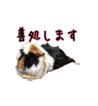 モルモットのすーちゃんとぺっしと仲間達（個別スタンプ：37）