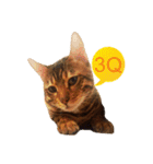 A-Hu is a cute cat（個別スタンプ：1）