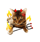 A-Hu is a cute cat（個別スタンプ：2）