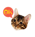 A-Hu is a cute cat（個別スタンプ：3）