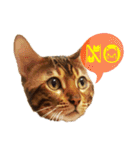 A-Hu is a cute cat（個別スタンプ：4）