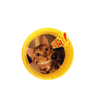 A-Hu is a cute cat（個別スタンプ：5）