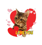 A-Hu is a cute cat（個別スタンプ：6）