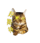 A-Hu is a cute cat（個別スタンプ：7）