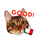 A-Hu is a cute cat（個別スタンプ：8）