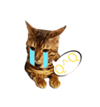 A-Hu is a cute cat（個別スタンプ：10）