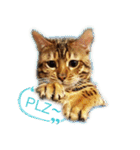 A-Hu is a cute cat（個別スタンプ：11）