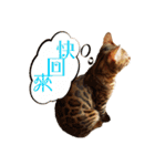 A-Hu is a cute cat（個別スタンプ：16）