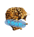 A-Hu is a cute cat（個別スタンプ：17）