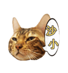 A-Hu is a cute cat（個別スタンプ：19）