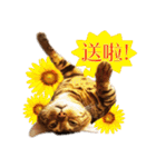 A-Hu is a cute cat（個別スタンプ：20）