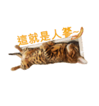A-Hu is a cute cat（個別スタンプ：22）
