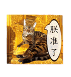 A-Hu is a cute cat（個別スタンプ：23）