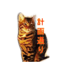 A-Hu is a cute cat（個別スタンプ：24）