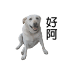 Labrador Niuniu with Taiwan Dog Heyzai（個別スタンプ：2）