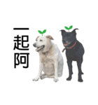 Labrador Niuniu with Taiwan Dog Heyzai（個別スタンプ：4）