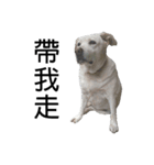 Labrador Niuniu with Taiwan Dog Heyzai（個別スタンプ：11）