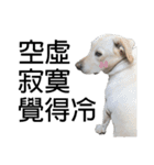 Labrador Niuniu with Taiwan Dog Heyzai（個別スタンプ：17）