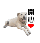 Labrador Niuniu with Taiwan Dog Heyzai（個別スタンプ：24）