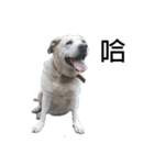 Labrador Niuniu with Taiwan Dog Heyzai（個別スタンプ：25）