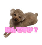ももたろう！（個別スタンプ：3）