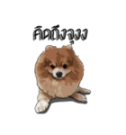 Nickey PomPom（個別スタンプ：14）