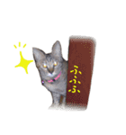 リアル猫キジトラのミミ（個別スタンプ：1）