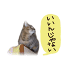 リアル猫キジトラのミミ（個別スタンプ：5）