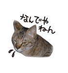 リアル猫キジトラのミミ（個別スタンプ：6）