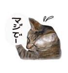 リアル猫キジトラのミミ（個別スタンプ：23）
