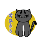 子猫のたいが（個別スタンプ：1）