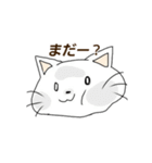 アホねこ（個別スタンプ：1）
