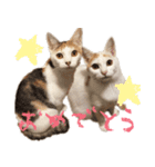 茶白猫と三毛猫の写真スタンプ（個別スタンプ：1）