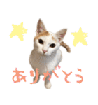茶白猫と三毛猫の写真スタンプ（個別スタンプ：2）