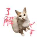 茶白猫と三毛猫の写真スタンプ（個別スタンプ：3）