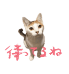 茶白猫と三毛猫の写真スタンプ（個別スタンプ：4）