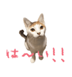 茶白猫と三毛猫の写真スタンプ（個別スタンプ：5）
