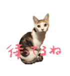 茶白猫と三毛猫の写真スタンプ（個別スタンプ：6）