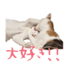 茶白猫と三毛猫の写真スタンプ（個別スタンプ：8）