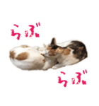 茶白猫と三毛猫の写真スタンプ（個別スタンプ：9）