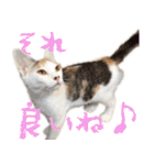 茶白猫と三毛猫の写真スタンプ（個別スタンプ：10）