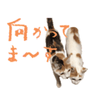 茶白猫と三毛猫の写真スタンプ（個別スタンプ：11）